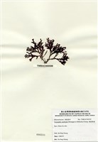 藏品(硬盾果藻)的圖片